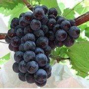 【提子的營(yíng)養(yǎng)價(jià)值】提子的功效與