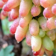 【提子的功效與作用】提子和葡萄的區(qū)別_提子的營(yíng)養(yǎng)價(jià)值