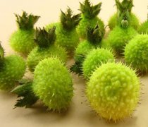 【刺梨子的功效】刺梨子是什么_刺梨子可以泡酒嗎