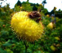 【刺梨果價格】刺梨果是什么_刺梨果的功效