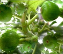 【無花果的藥用價值】無花果干果