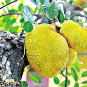 【榴蓮樹(shù)】榴蓮樹(shù)種植_榴蓮樹(shù)難養(yǎng)嗎