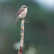 【甘蔗的營養(yǎng)價(jià)值】甘蔗的功效_甘蔗的忌宜人群