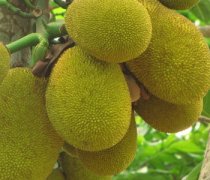 【菠蘿蜜和什么不能一起吃】菠蘿蜜的功效與作用_菠蘿蜜和菠蘿的區(qū)別