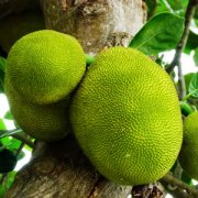 【菠蘿蜜的功效與作用】菠蘿蜜的營養(yǎng)價值_菠蘿蜜怎么吃