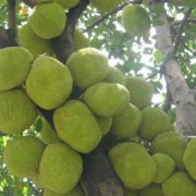 【菠蘿蜜和榴蓮哪個(gè)好吃】菠蘿蜜和榴蓮的區(qū)別_菠蘿蜜和榴蓮孕婦能吃