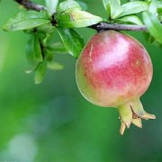 【石榴怎么吃】石榴的功效與作用