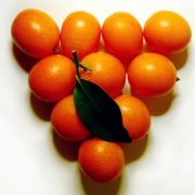 【金桔泡水的功效】金桔泡水的做法_金桔泡水的營(yíng)養(yǎng)價(jià)值