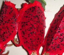 【火龍果是什么的果實(shí)】火龍果有什么營(yíng)養(yǎng)呢_火龍果的熱量高不高