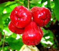 【蓮霧怎么吃】蓮霧的營養(yǎng)價(jià)值_