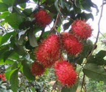 【紅毛丹的營養(yǎng)價值】紅毛丹的功效與作用_紅毛丹孕婦能吃嗎