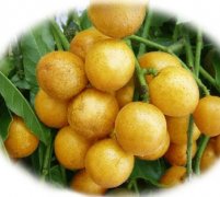 【黃皮的營養(yǎng)價值】黃皮的功效與