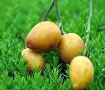 【孕婦可以吃黃皮嗎】孕婦吃黃皮好嗎，孕婦吃黃皮的注意事項