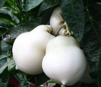 【人參果怎么吃】人參果的吃法