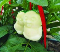 【人參果的產(chǎn)地】人參果什么時候