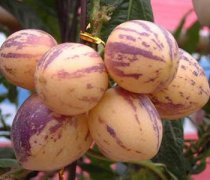 【人參果樹是真的嗎】人參果樹價格多少_人參果樹怎么種植