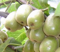 【獼猴桃怎么吃減肥】獼猴桃怎么