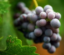 【吃葡萄上火嗎】葡萄的營(yíng)養(yǎng)價(jià)值_孕婦可以吃葡萄嗎