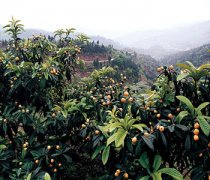 【枇杷的功效與作用】吃枇杷有什