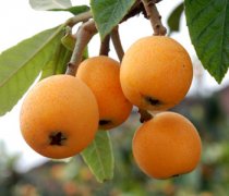 【枇杷的營養(yǎng)價值】枇杷的吃法_