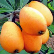 【枇杷怎么吃】吃枇杷有什么好處