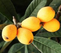 【枇杷葉的功效與作用】枇杷葉煮