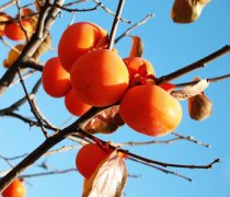 【柿子怎么保存】柿子怎么催熟_柿子的功效與作用_柿子不能和什么一起