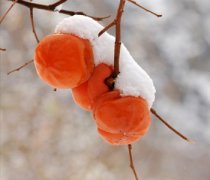 【凍柿子有營(yíng)養(yǎng)嗎】?jī)鍪磷拥某苑╛凍柿子不能和什么一起吃