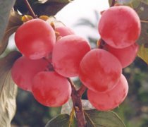 【軟柿子的功效與作用】軟柿子怎么保存_軟柿子和硬柿子的區(qū)別