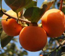 【空腹吃柿子】空腹吃柿子會(huì)怎么樣_空腹吃柿子好嗎