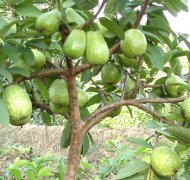 【番石榴樹】番石榴樹怎么種_番石榴樹要怎么除蟲