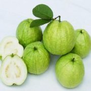 【番石榴汁的功效與作用】番石榴