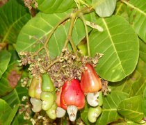 【腰果的做法】腰果的營養(yǎng)價值_腰果吃多好嗎