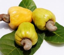 【腰果產(chǎn)地】腰果的作用_腰果的