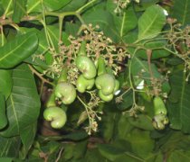 【腰果樹】腰果樹長(zhǎng)在哪_腰果樹