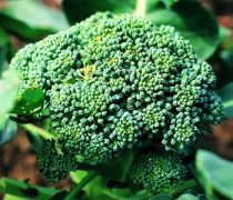 【西蘭花和什么不能一起吃】西蘭花和什么炒好吃_花椰菜和西蘭花的區(qū)