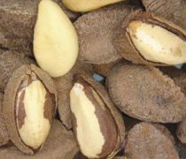 【鮑魚果的營養(yǎng)價值】鮑魚果的功效與作用_鮑魚果怎樣吃