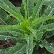 【炒萵筍的做法】炒萵筍的營養(yǎng)價(jià)值_炒萵筍的適宜人群_萵筍應(yīng)該怎么挑