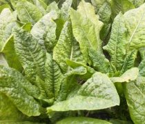 【腌萵筍的做法】腌萵筍怎么做好吃_腌萵筍的營養(yǎng)價(jià)值_孕婦能吃腌萵筍