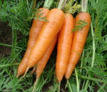 【胡蘿卜和什么不能一起吃】胡蘿