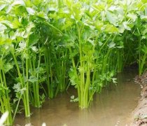 【芹菜的熱量】芹菜的功效_芹菜