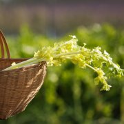 【芹菜的營養(yǎng)價值】芹菜的功效_
