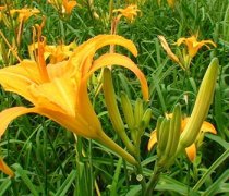 【黃花菜的功效與作用】黃花菜的功效_黃花菜的營(yíng)養(yǎng)價(jià)值