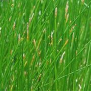 【野荸薺】野荸薺是什么_野荸薺好吃嗎