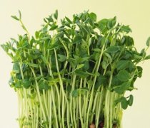 【綠豆芽的做法大全】綠豆芽怎么做好吃_綠豆芽怎么炒好吃