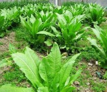 【炒萵筍絲】炒萵筍絲的做法_炒萵筍絲的營養(yǎng)價(jià)值