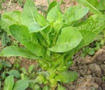 【炒萵筍片】炒萵筍片的做法_炒萵筍片怎么做好吃