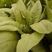 【炒萵筍葉的做法】炒萵筍葉的技巧_炒萵筍葉有什么營養(yǎng)