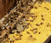 【油菜花粉】油菜花粉的功效與作