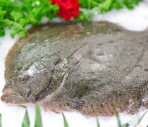 【多寶魚(yú)是淡水魚(yú)嗎】多寶魚(yú)的營(yíng)